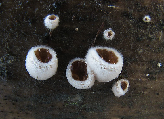 škľabka plstnatá Schizophyllum amplum (Lév.) Nakasone