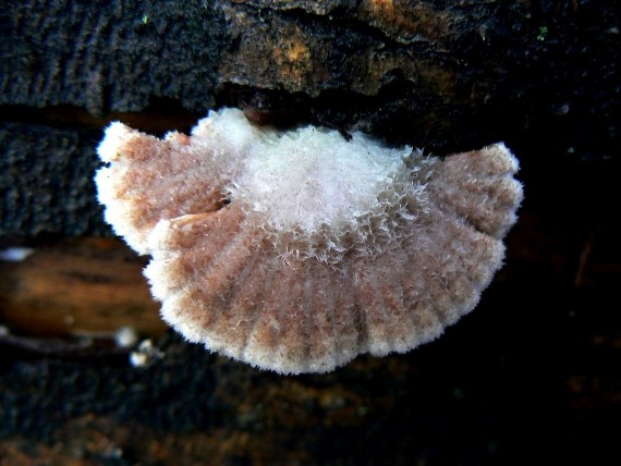 klanolupeňovka obyčajná Schizophyllum commune Fr.