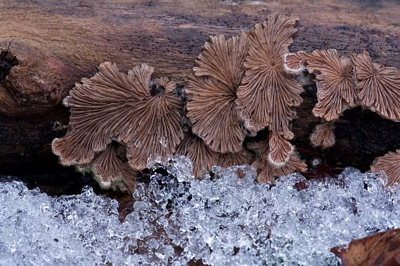 klanolístka  Schizophyllum commune Fr.