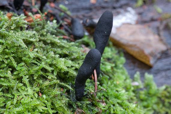 dřevnatka dlouhonohá Xylaria langipes