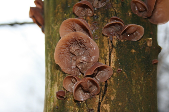 uchovec bazový Auricularia auricula-judae (Bull.) Quél.