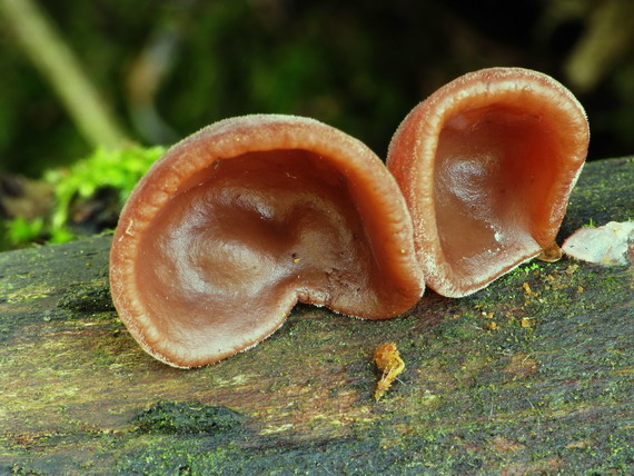 uchovec bazový Auricularia auricula-judae (Bull.) Quél.