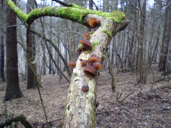 uchovec bazový Auricularia auricula-judae (Bull.) Quél.