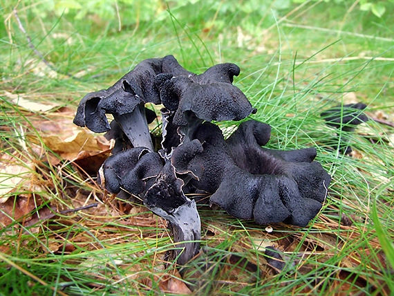 lievik trúbkovitý Craterellus cornucopioides (L.) Pers.