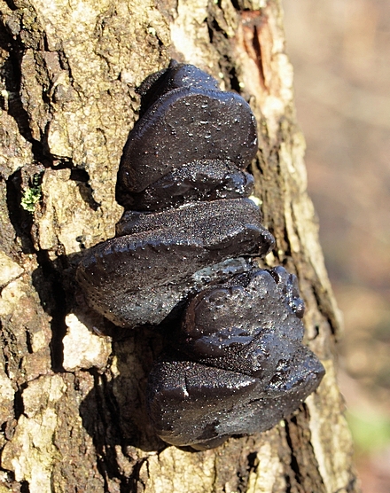 tmavorôsolovec mušľovitý Exidia truncata Fr.