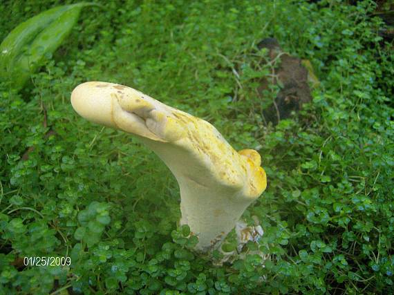 vejárovec obrovský Meripilus giganteus (Pers.) P. Karst.