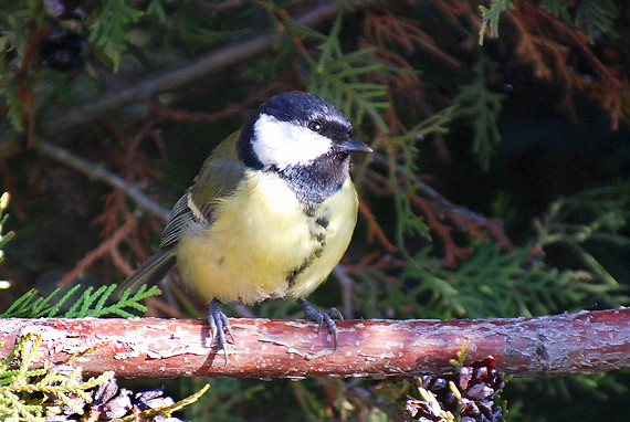 sýkorka veľká (belolíca) Parus major