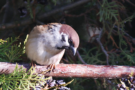 vrabec poľný Passer montanus