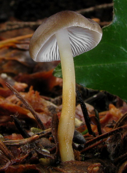 peniazočka smreková Strobilurus esculentus (Wulfen) Singer