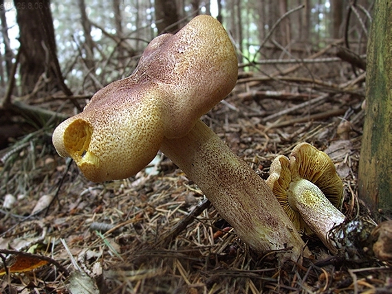 čírovec červenožltý Tricholomopsis rutilans (Schaeff.) Singer