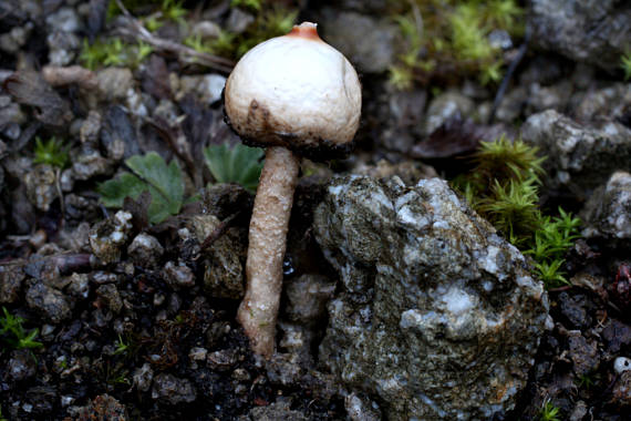 stopkovec zimný Tulostoma brumale Pers.