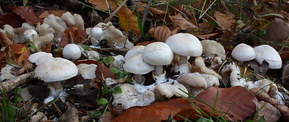 pošvovec cudzopasný Volvariella surrecta (Knapp) Singer