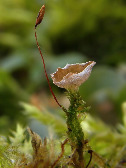 rebrovička Arrhenia sp.