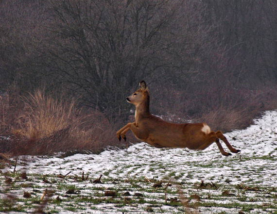 srna lesná Capreolus capreolus