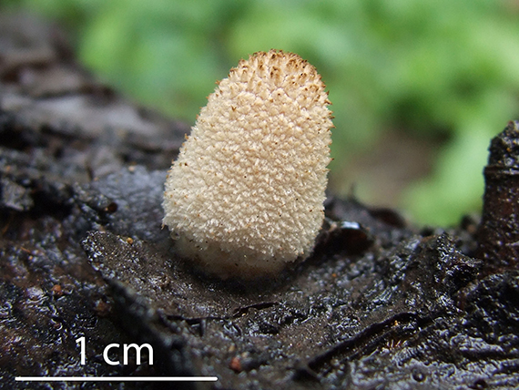 hnojník blanitý Coprinellus xanthothrix (Romagn.) Vilgalys, Hopple & Jacq. Johnson