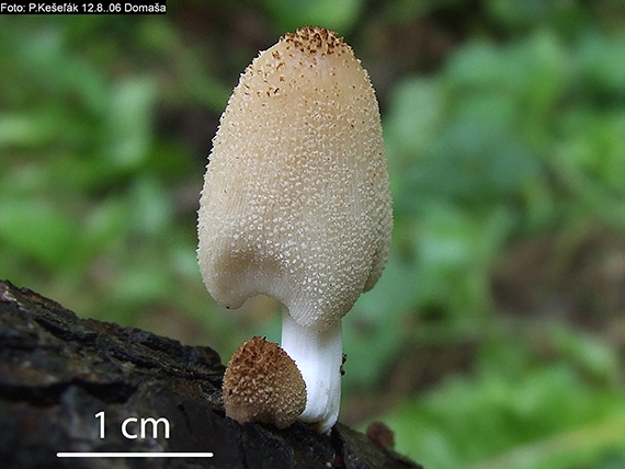 hnojník blanitý Coprinellus xanthothrix (Romagn.) Vilgalys, Hopple & Jacq. Johnson