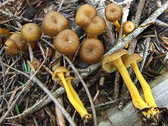 kuriatko lievikovité Craterellus tubaeformis (Fr.) Quél.