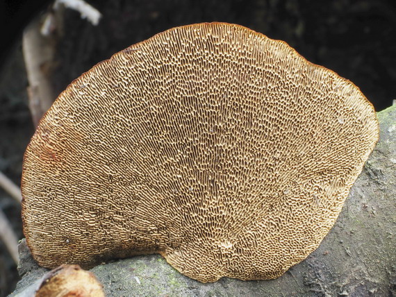 sieťkovček červenkastý Daedaleopsis confragosa (Bolton) J. Schröt.