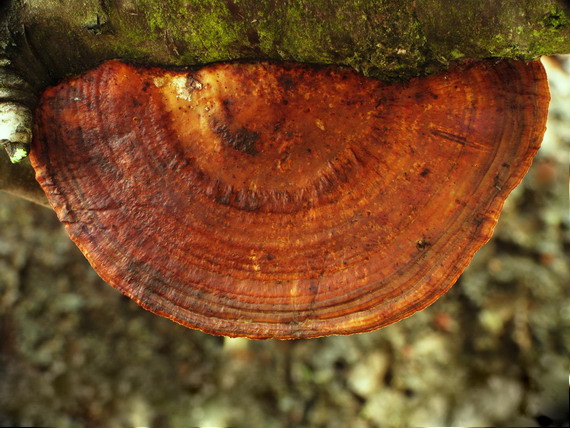 sieťkovček červenkastý Daedaleopsis confragosa (Bolton) J. Schröt.