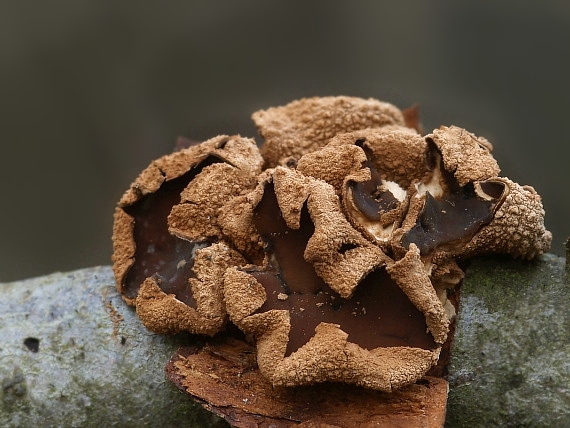 dutinovka otrubnatá Encoelia furfuracea (Roth) P. Karst.