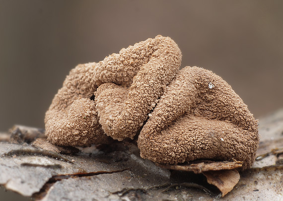 dutinovka otrubnatá Encoelia furfuracea (Roth) P. Karst.