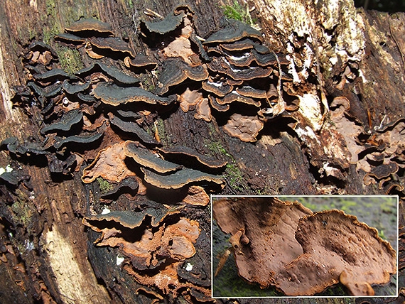 kožnačka hrdzavohnedá Hymenochaete rubiginosa (Dicks.) Lév.