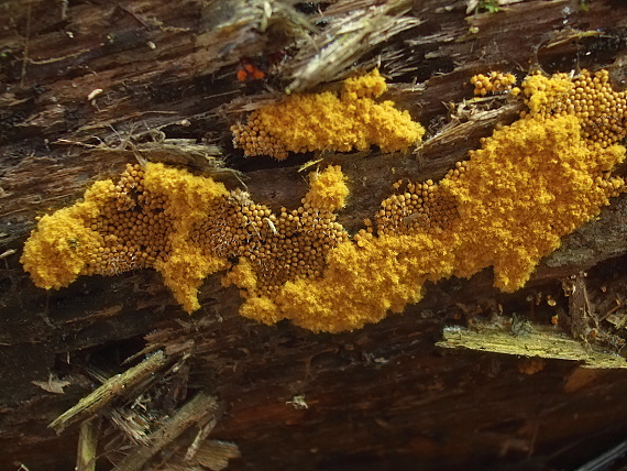 slizovka Myxomycetes