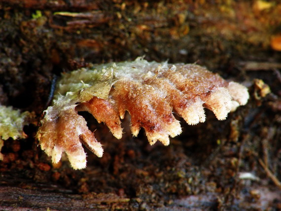 klanolupeňovka obyčajná Schizophyllum commune Fr.