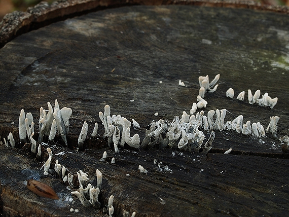 drevnatec parohatý Xylaria hypoxylon (L.) Grev.