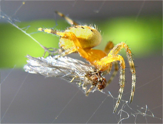 križiak štvorškvrnný Araneus quadratus