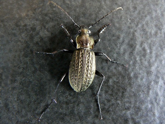 bystruška zrnitá Carabus granulatus