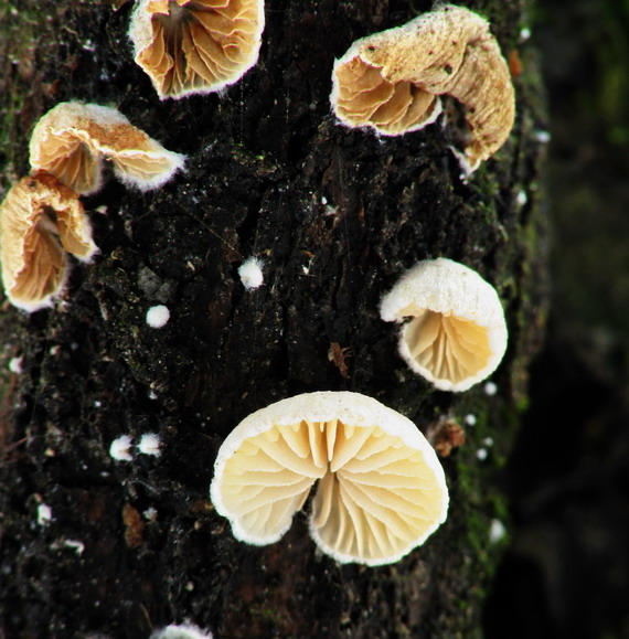 pahliva Cesatiho ? Crepidotus cesatii?