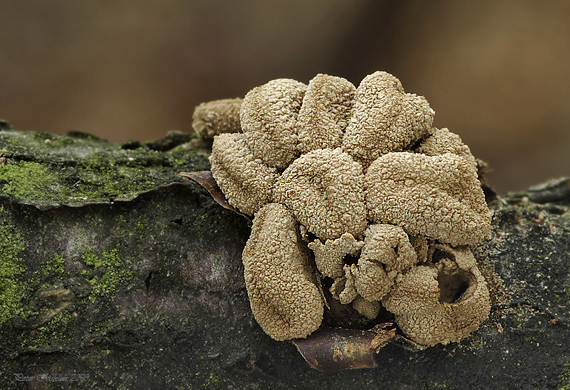 dutinovka otrubnatá Encoelia furfuracea (Roth) P. Karst.