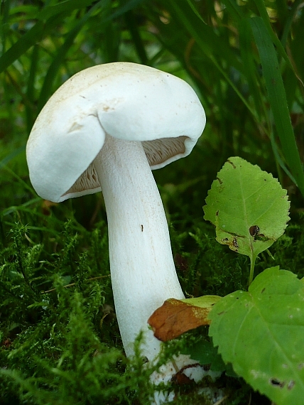 hodvábnica veľká Entoloma sinuatum (Bull.) P. Kumm.