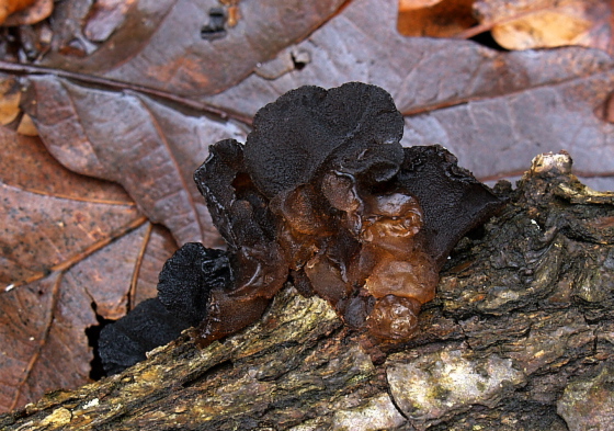 tmavorôsolovec mušľovitý Exidia truncata Fr.