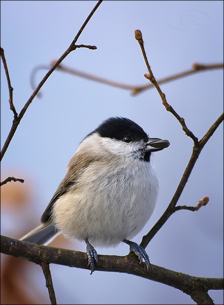 sýkorka čiernohlavá  Parus montanus