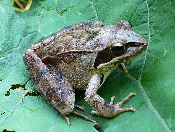 skokan štíhly  Rana dalmatina