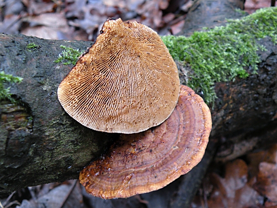 sieťkovček červenkastý Daedaleopsis confragosa (Bolton) J. Schröt.