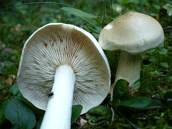 hodvábnica veľká Entoloma sinuatum (Bull.) P. Kumm.