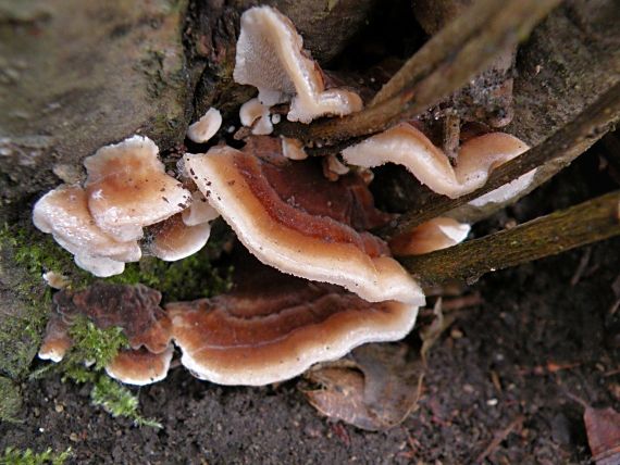 trúdnikovec pestrý Trametes versicolor (L.) Lloyd