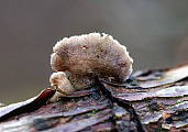 klanolupeňovka obyčajná (Schizophyllum commune)