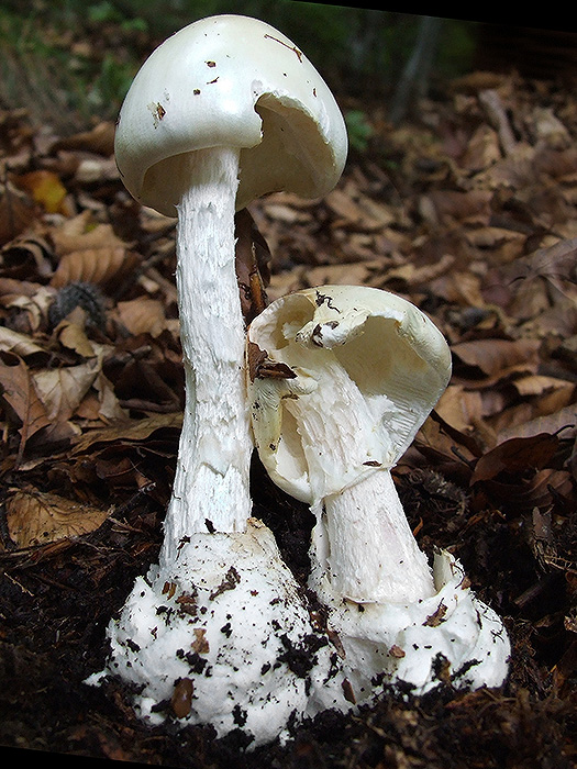 muchotrávka končistá Amanita virosa Bertill.