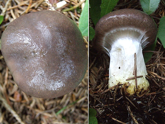 sliziak mazľavý Gomphidius glutinosus (Schaeff.) Fr.