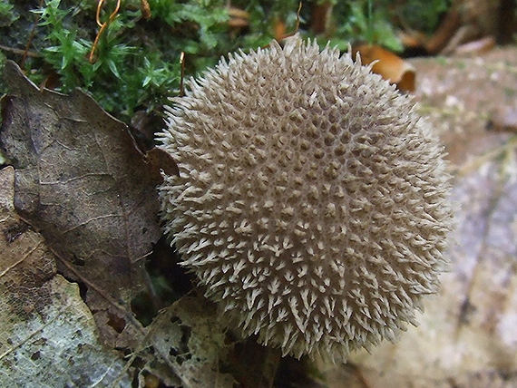 prášnica pichliačová Lycoperdon echinatum Pers.