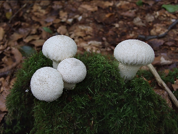 prášnica bradavičnatá Lycoperdon perlatum Pers.