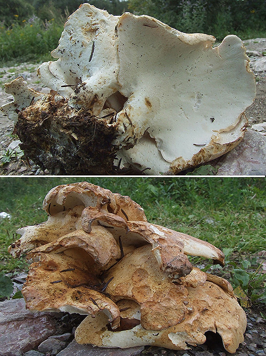 vejárovec obrovský Meripilus giganteus (Pers.) P. Karst.