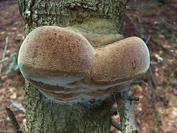 ohňovec Hartigov Phellinus hartigii (Allesch. & Schnabl) Pat.