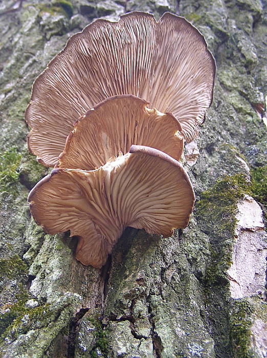 hliva ustricovitá-Hlíva ústřičná  Pleurotus ostreatus  (Jacq.) P. Kumm.