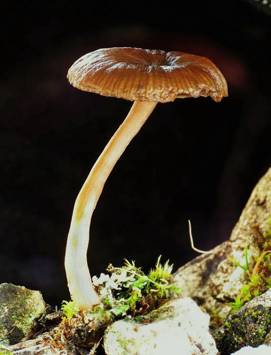 strmulica čiaškovitá? Pseudoclitocybe cyathiformis?