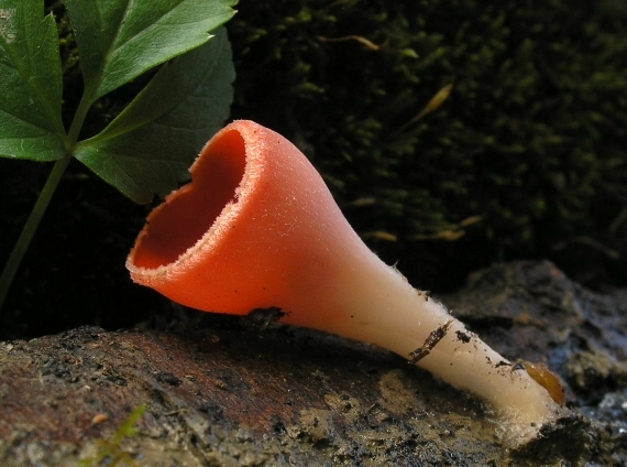 ohnivec šarlátový Sarcoscypha coccinea (Gray) Boud.